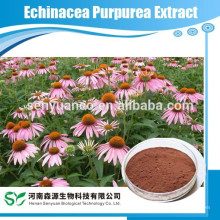 Echinacea Purpurea Extract